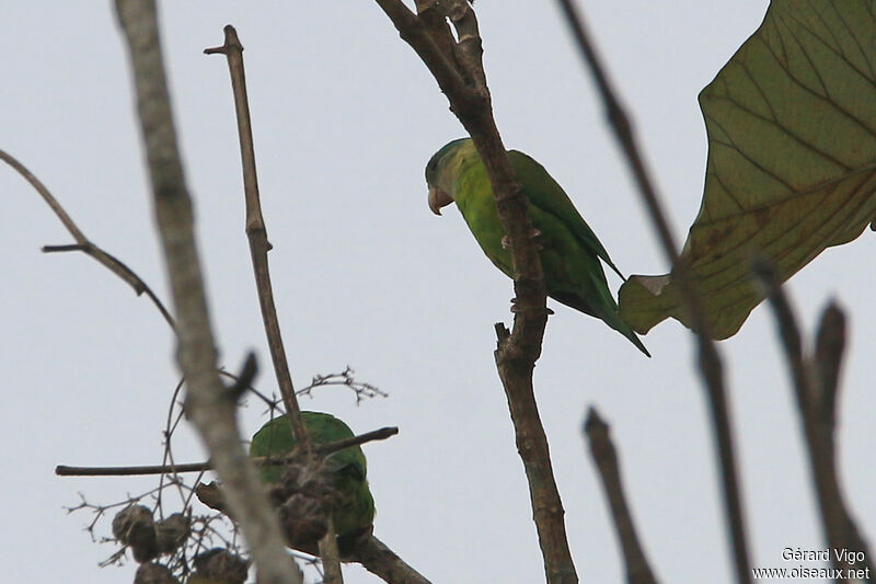 Grey-cheeked Parakeetadult