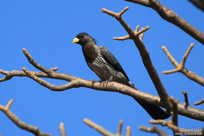 Touraco grisadulte