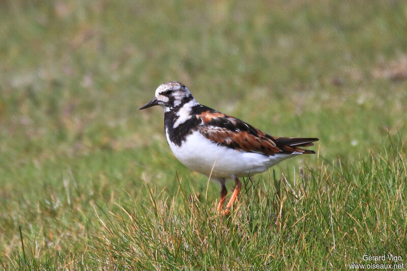 Ruddy Turnstoneadult breeding