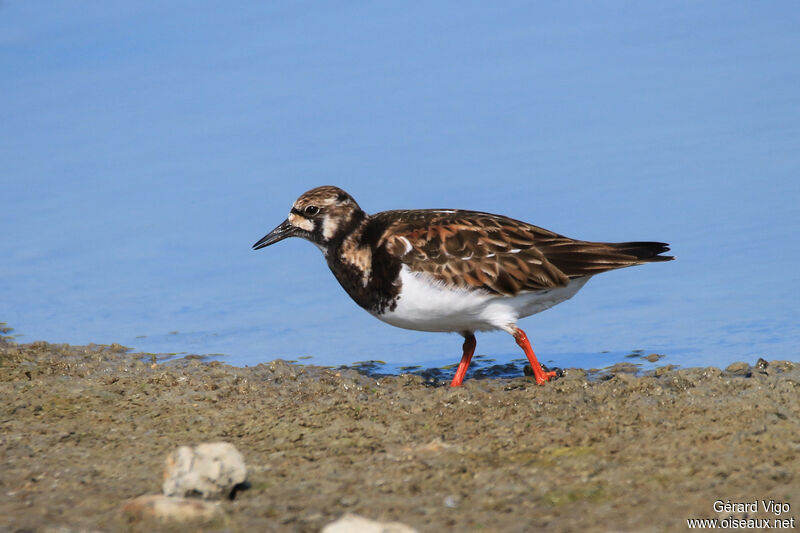 Ruddy Turnstoneadult breeding