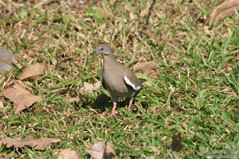 White-winged Doveadult