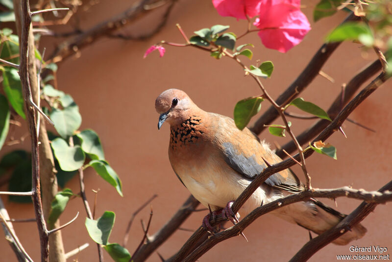 Laughing Doveadult