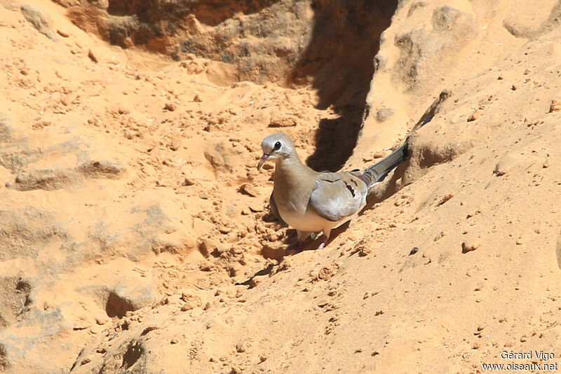 Namaqua Dove female adult