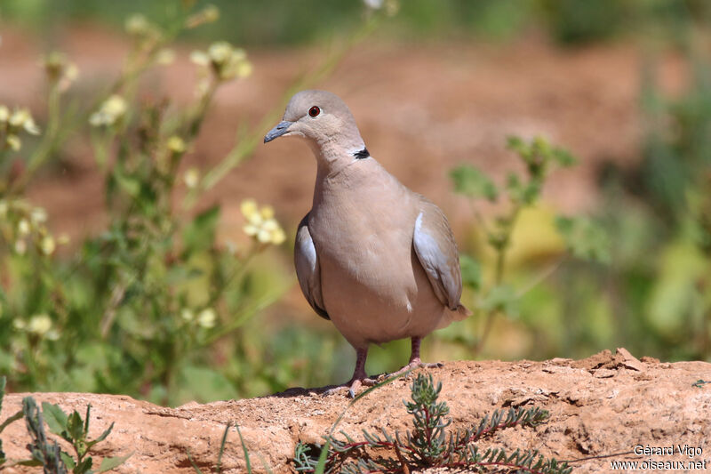 Eurasian Collared Doveadult