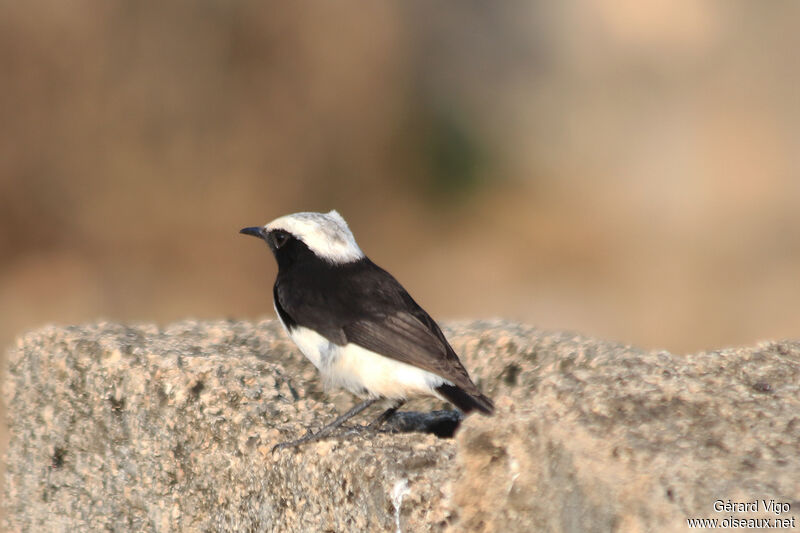 Arabian WheatearFirst year