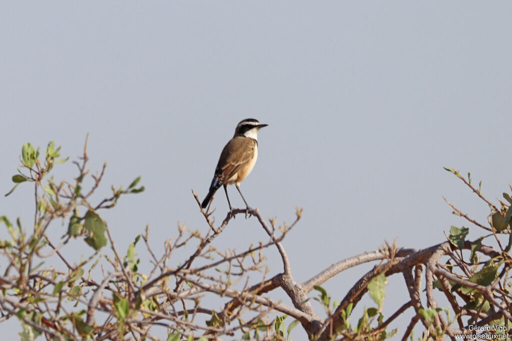 Traquet du Capadulte