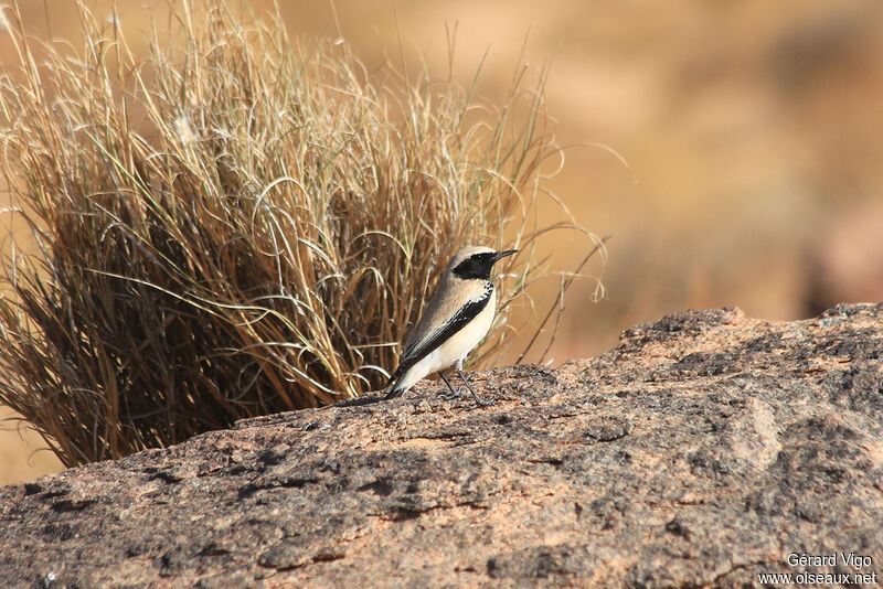 Desert Wheatear male adult