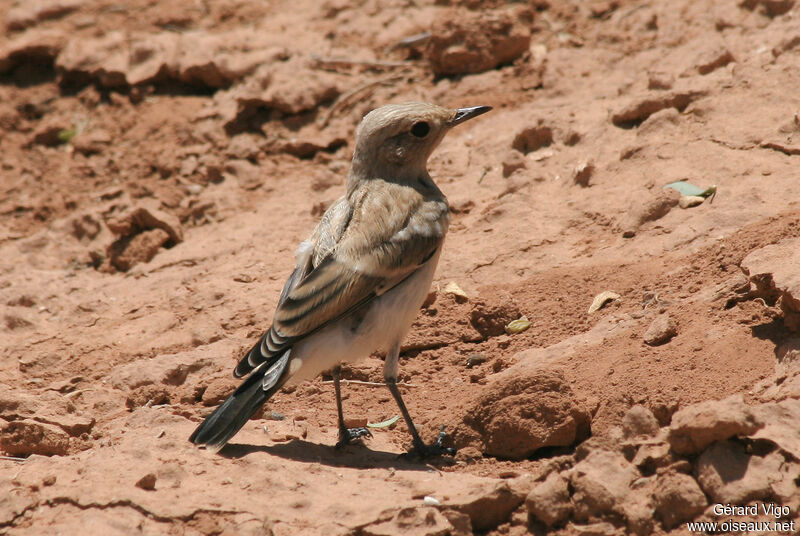 Desert WheatearFirst year