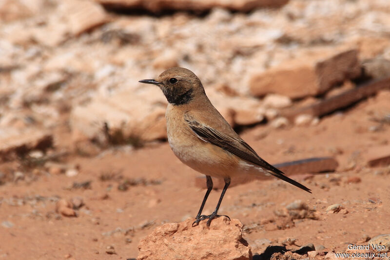 Desert Wheatear female adult breeding