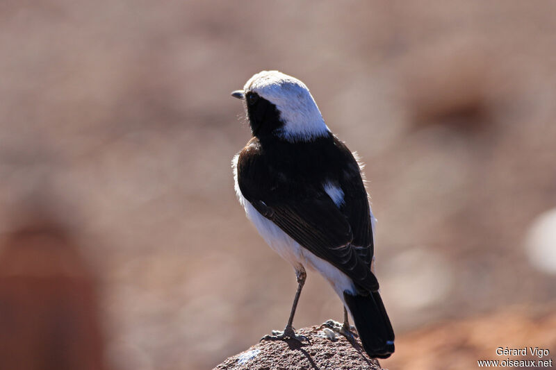 Maghreb Wheatear male adult