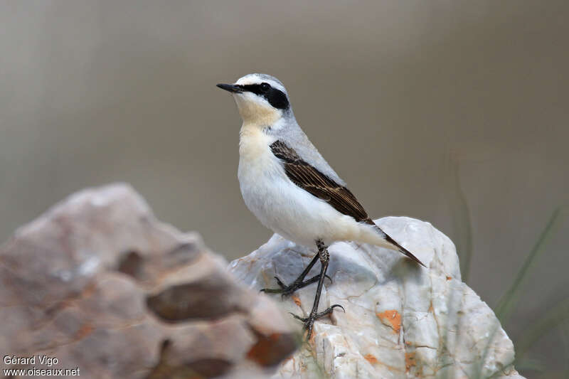 Northern Wheatear male adult breeding, habitat, pigmentation