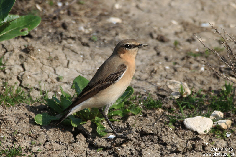 Northern Wheatear female adult breeding