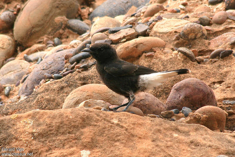 Black WheatearFirst year, identification, pigmentation