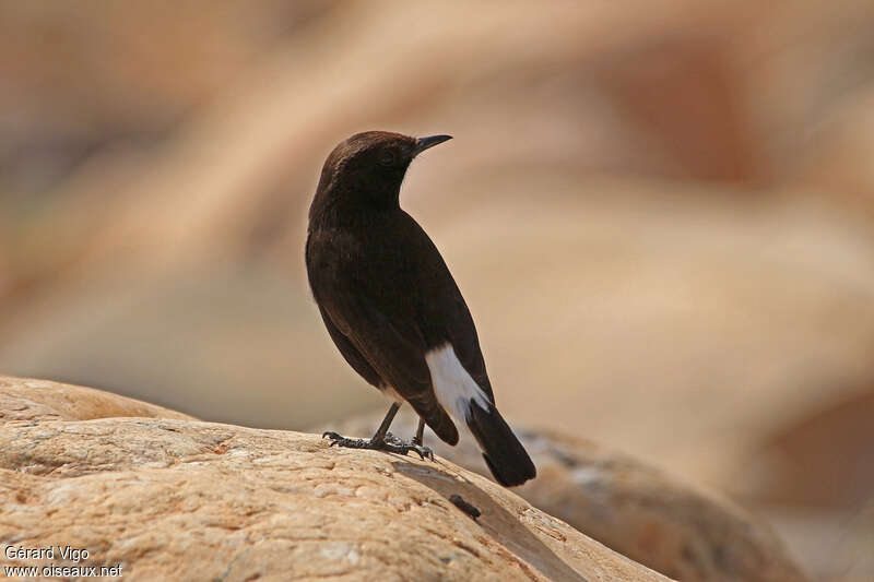 Black Wheatear female adult, identification