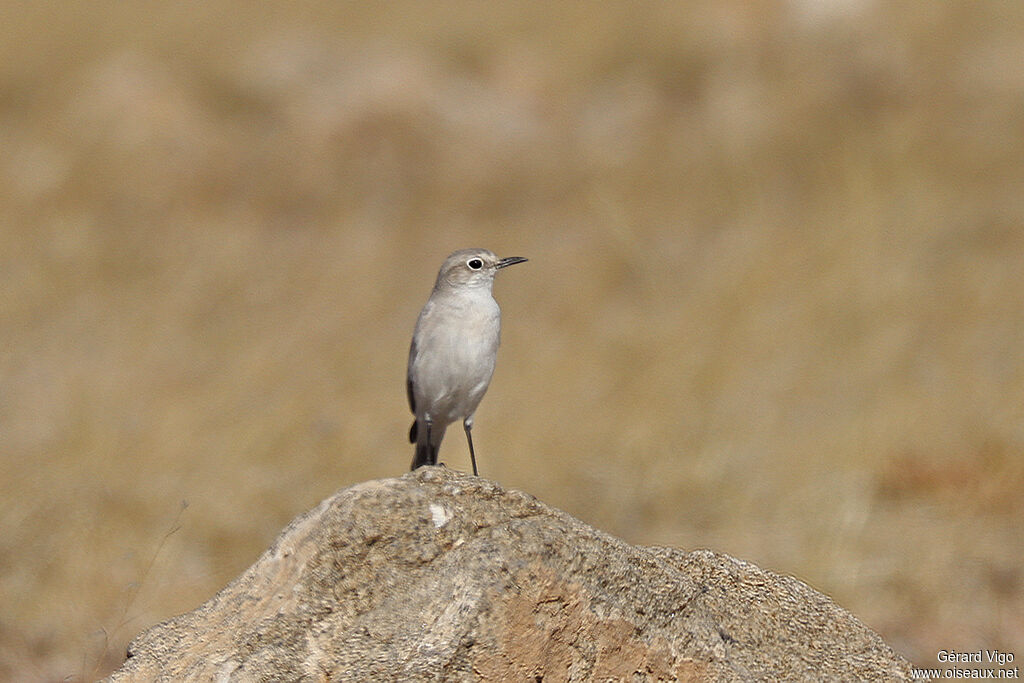 Traquet tractracadulte