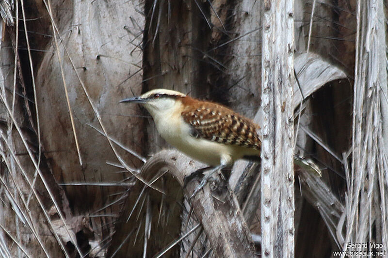 Rufous-backed Wrenadult