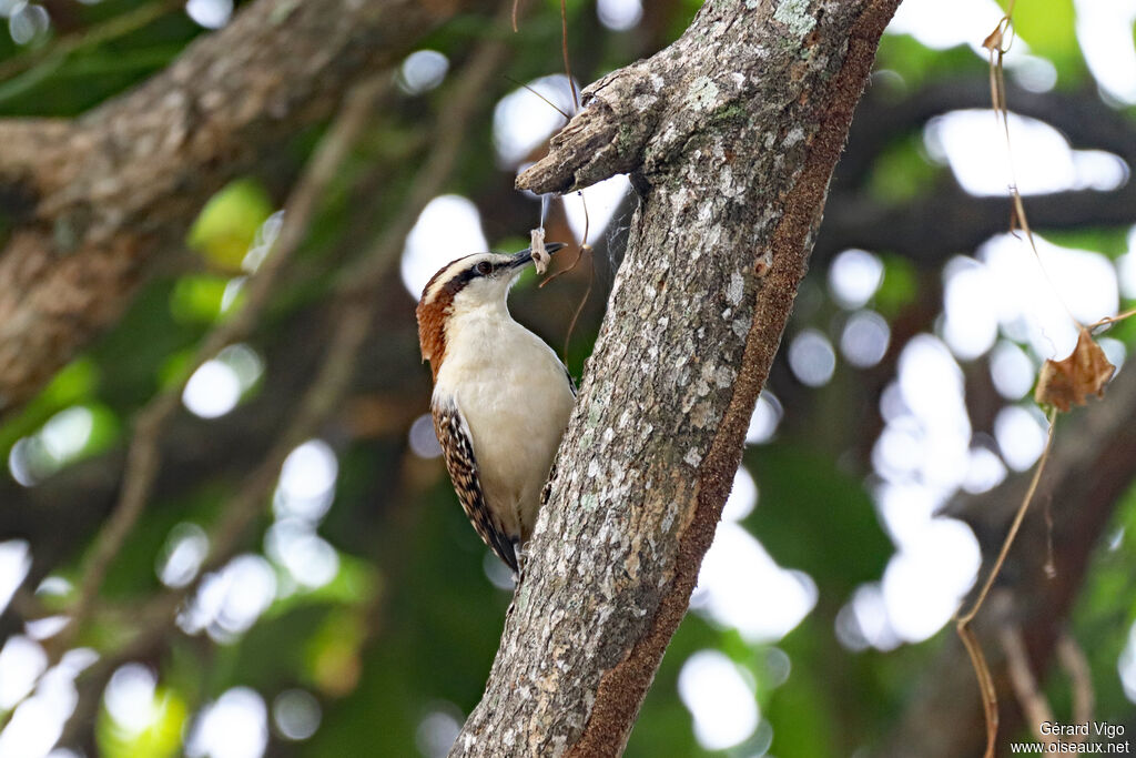 Troglodyte à dos roux