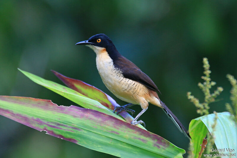 Black-capped Donacobiusadult