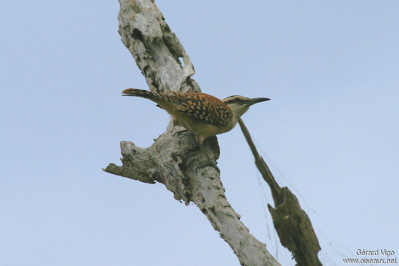 Veracruz Wrenadult