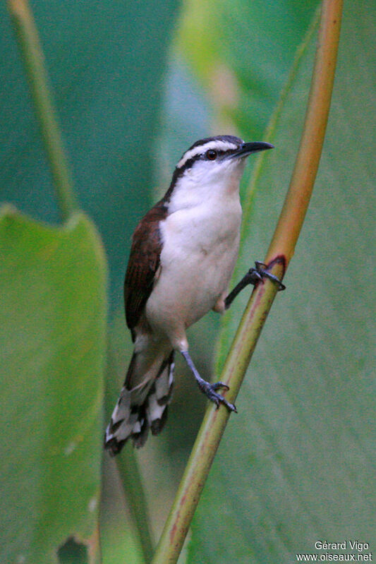 Bicolored Wrenadult