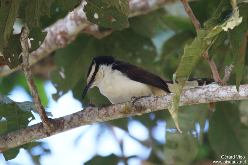 Bicolored Wrenadult