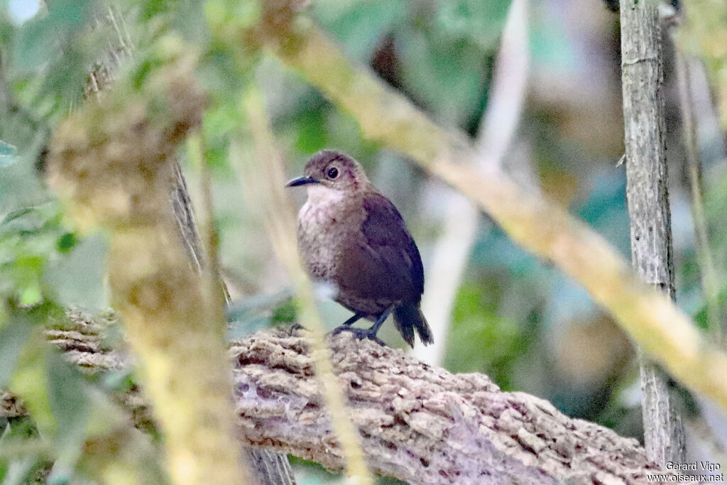 Troglodyte de Navaadulte