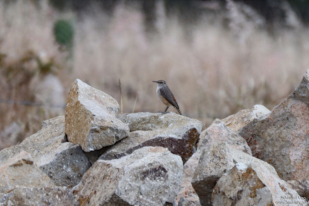 Troglodyte des rochers