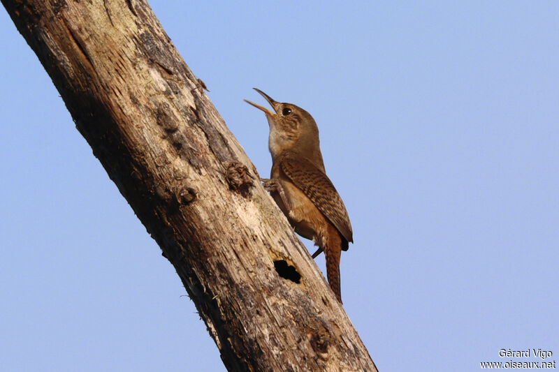 Northern House Wrenadult