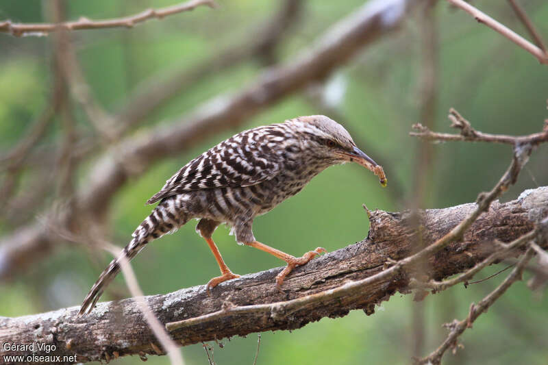 Troglodyte fasciéadulte, identification