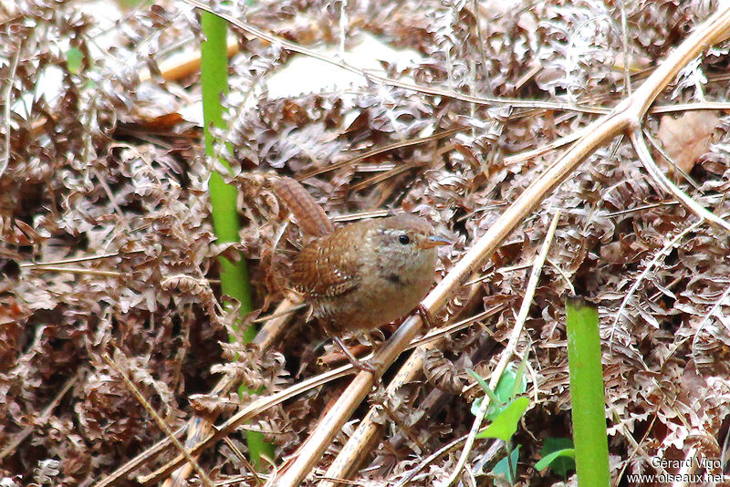 Eurasian Wrenadult