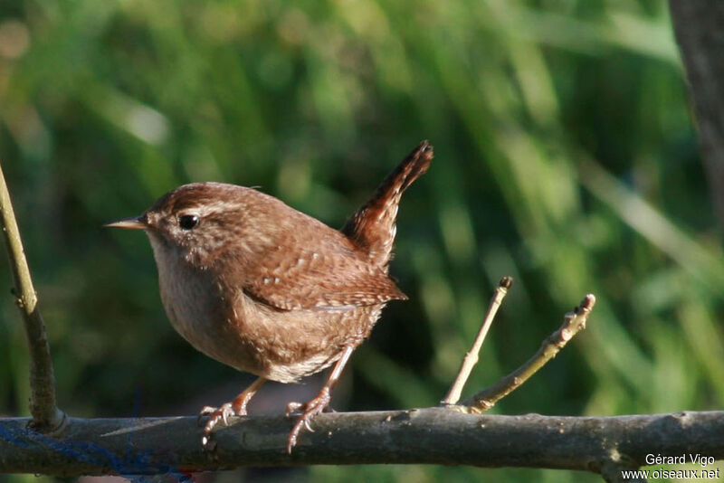 Eurasian Wrenadult