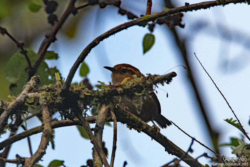 Mountain Wrenadult