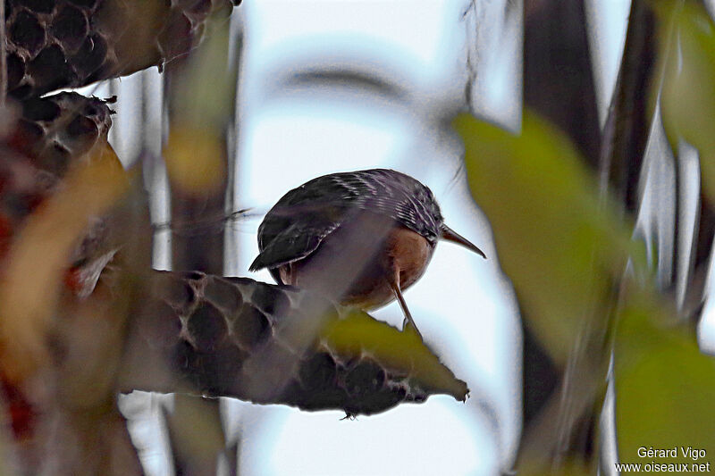 Band-backed Wrenadult