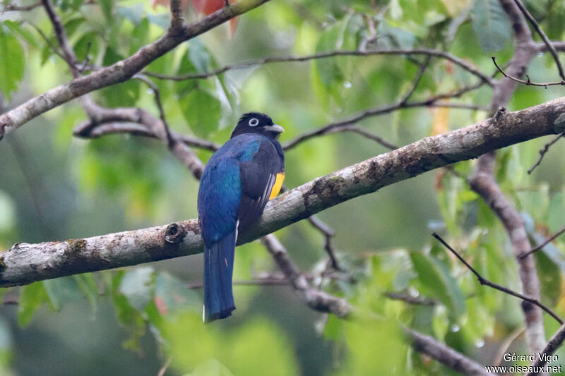 Trogon à queue blanche mâle adulte