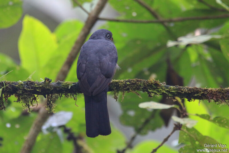 Trogon aux yeux blancs femelle adulte