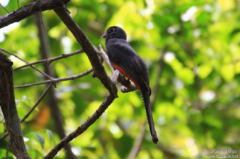 Trogon couroucouadulte