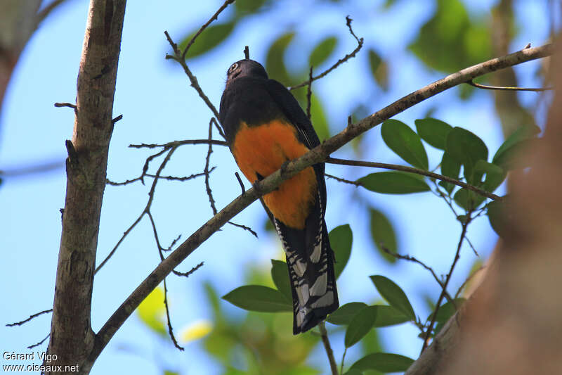 Trogon d'Amazonieadulte, composition