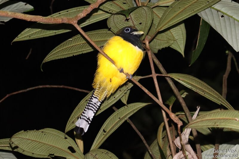 Trogon de Cabanis mâle adulte