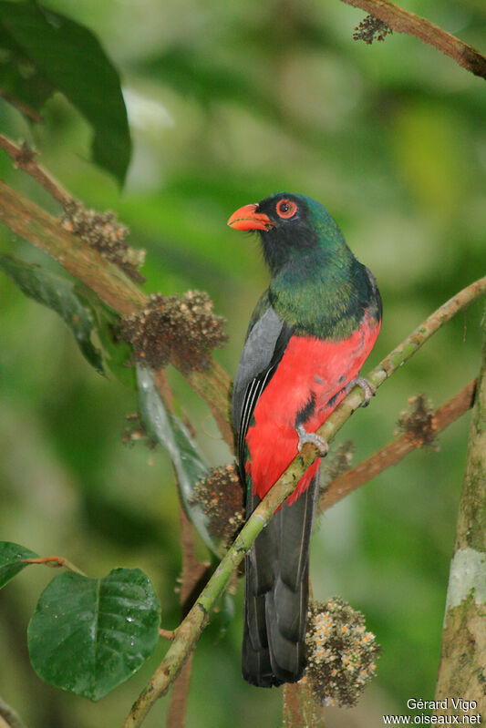 Slaty-tailed Trogonadult