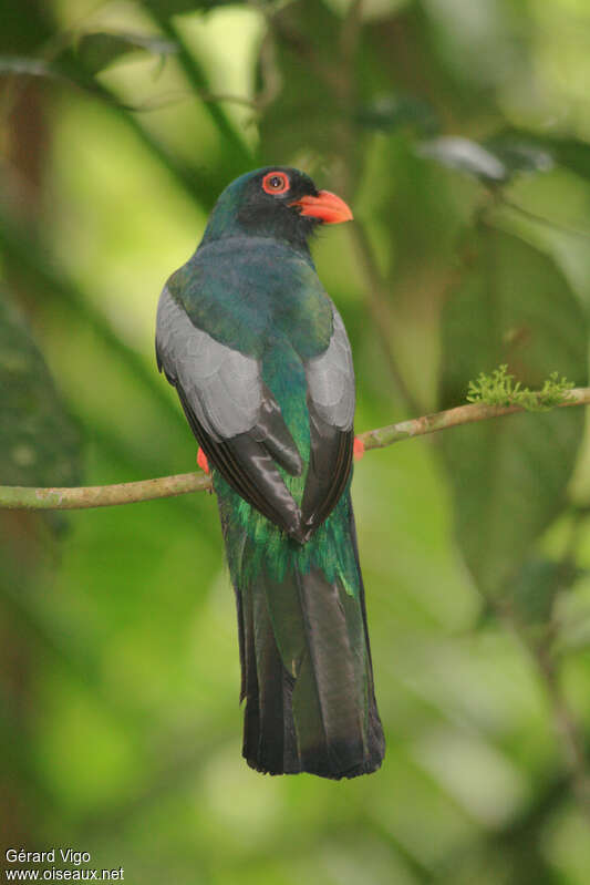 Trogon de Masséna mâle adulte, composition