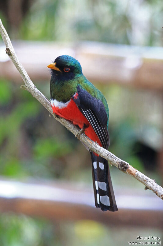 Trogon masqué mâle adulte