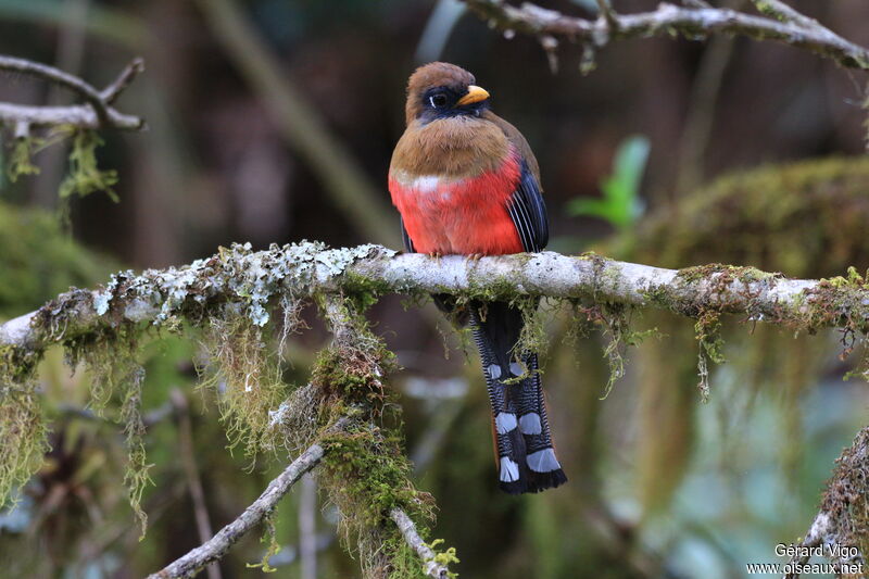 Trogon masqué femelle adulte