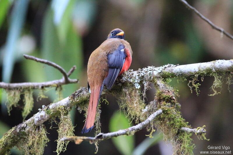 Trogon masqué femelle adulte