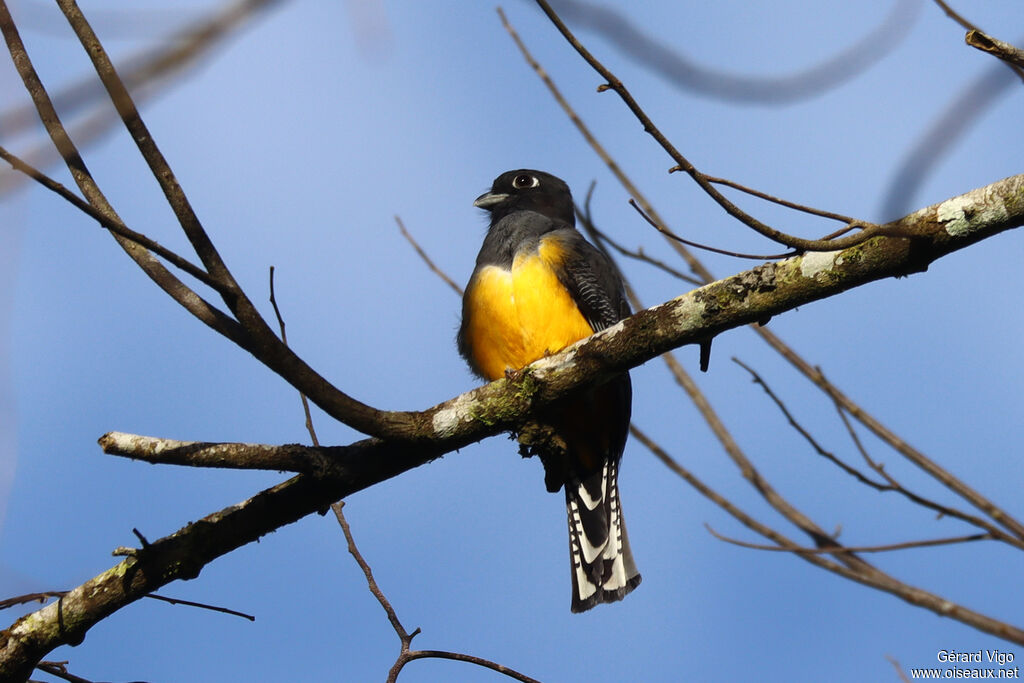 Trogon pattu