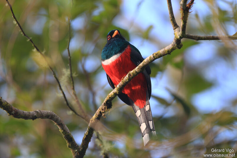 Collared Trogon male adult