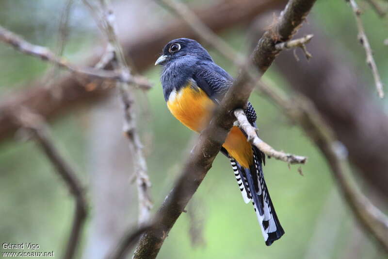 Trogon violacé femelle adulte, identification