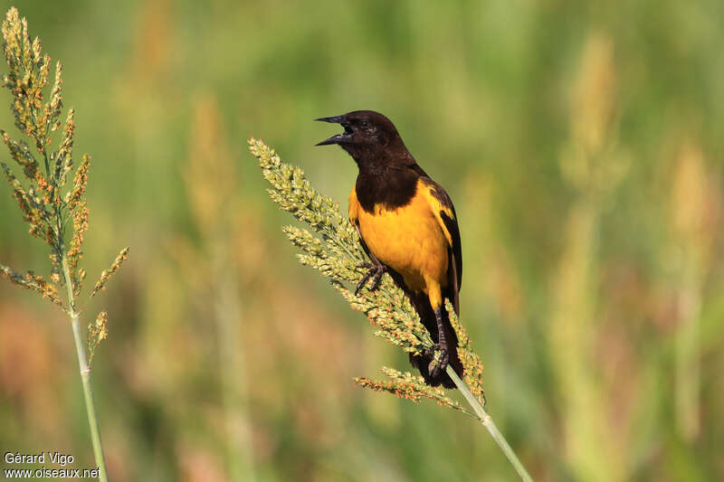 Yellow-rumped Marshbirdadult