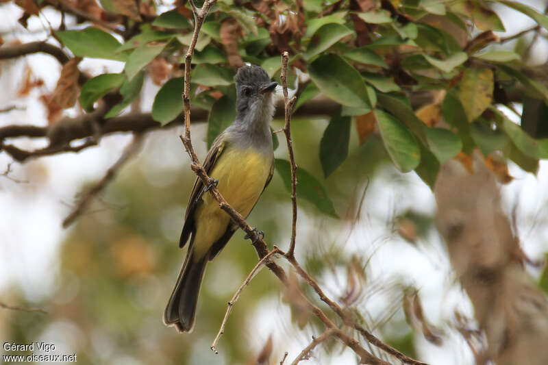 Sooty-crowned Flycatcheradult