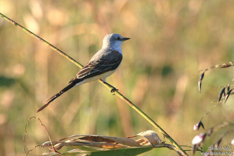 Scissor-tailed Flycatcheradult