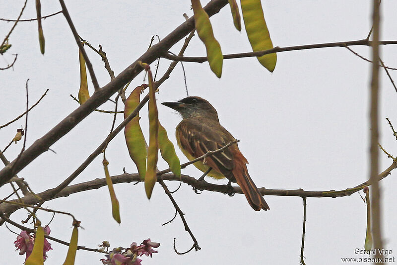 Baird's Flycatcheradult